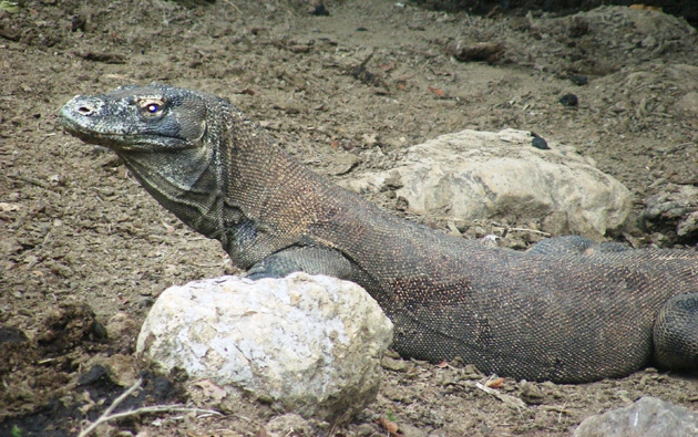 Komodo Dragon