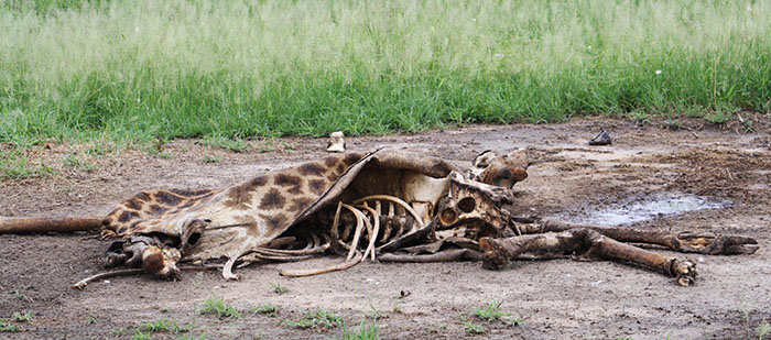 giraffe carcass