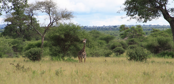 Tarangire National Park