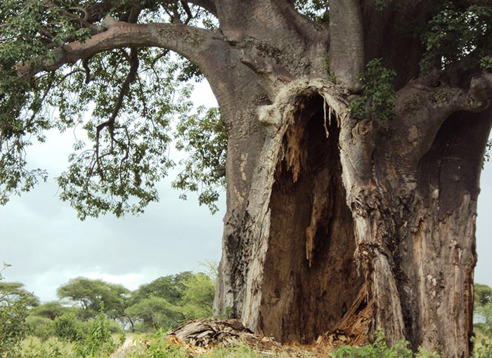 baobab tree