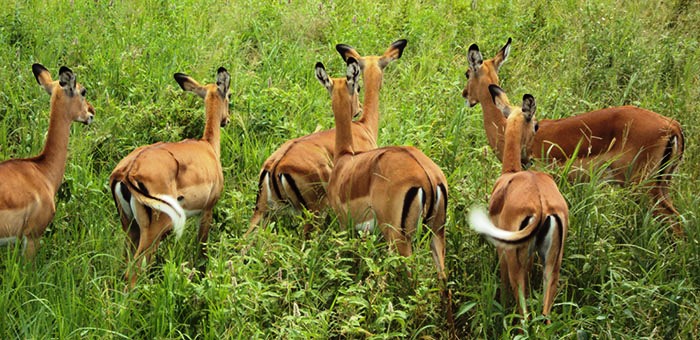 Tarangire National Park