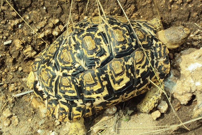 Tarangire National Park