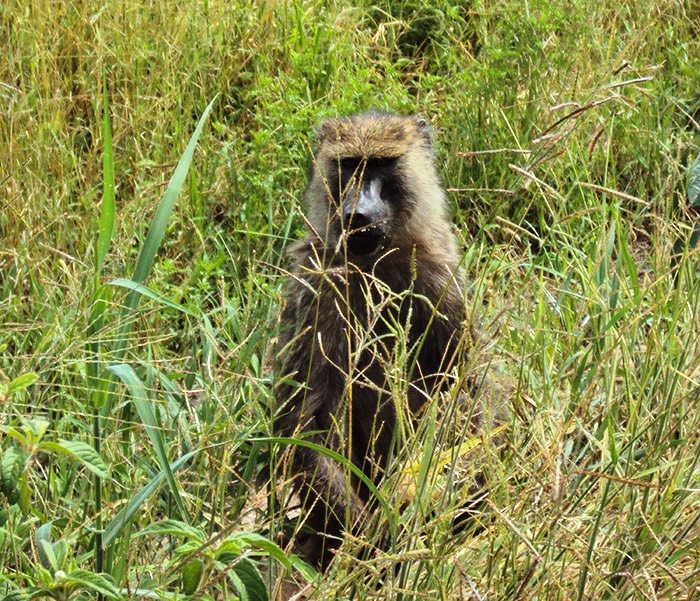 Tarangire National Park