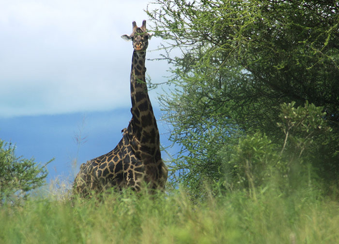 Tarangire National Park