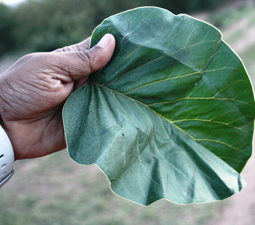 leaf used as toilet paper