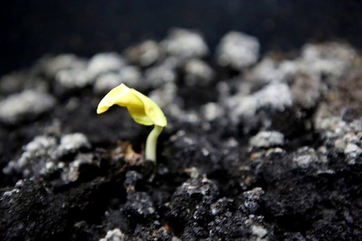 baobab sapling