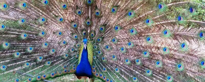 peacock