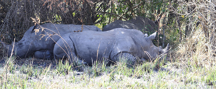 Ziwa Rhino Sanctuary, Uganda