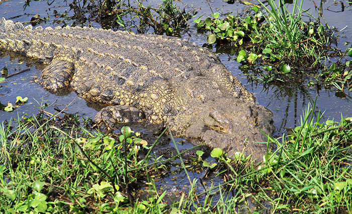 Nile crocodile