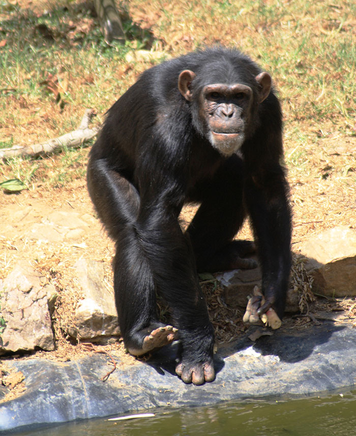 chimpanzee