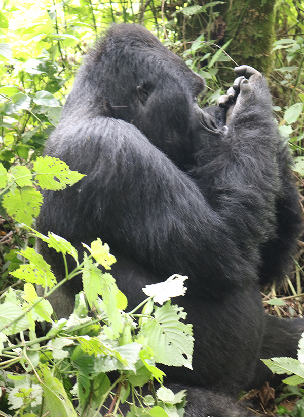 gorilla tracking in Virunga