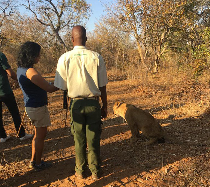 lion encounter zimbabwe