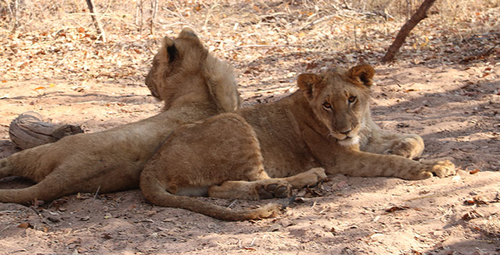 lion encounter zimbabwe