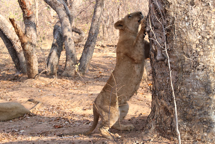 lion encounter zimbabwe