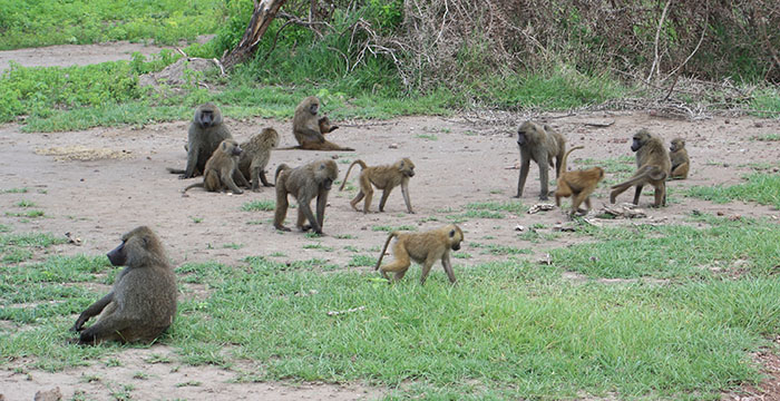 Lake Manyara National Park