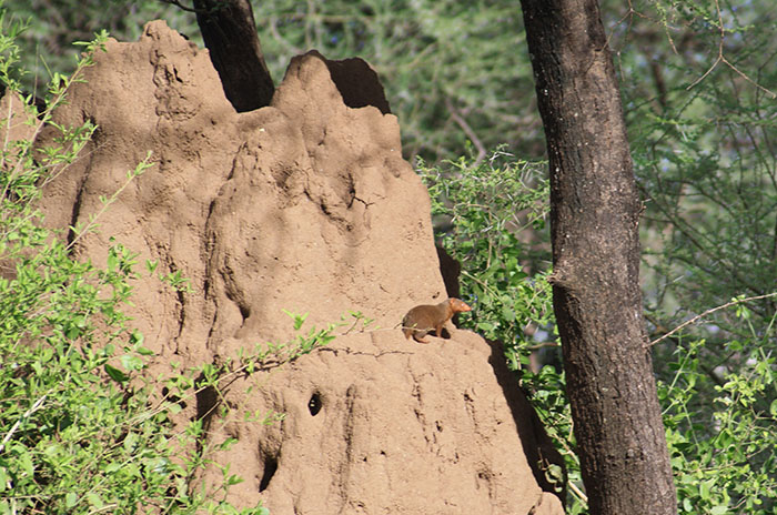 Lake Manyara National Park