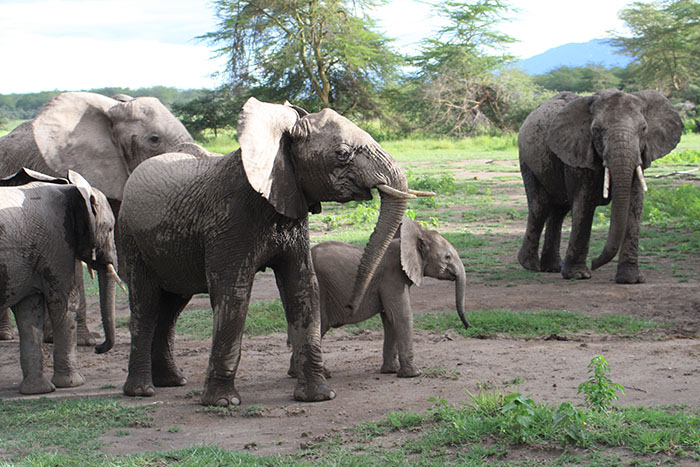 Lake Manyara National Park