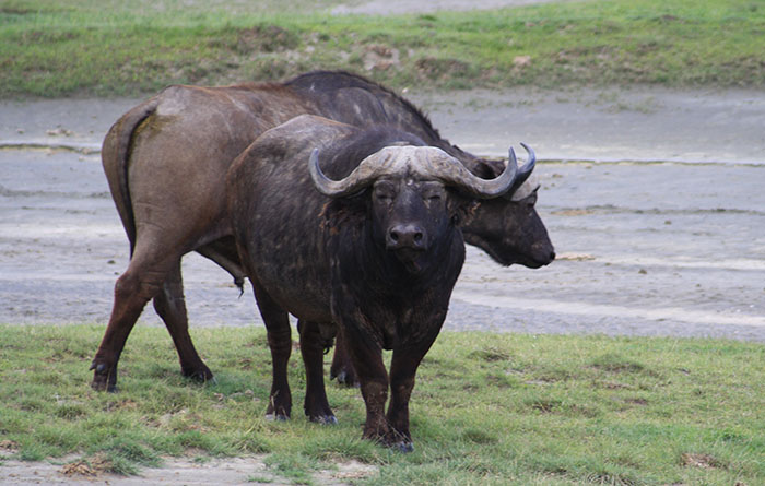 ngorongoro crater