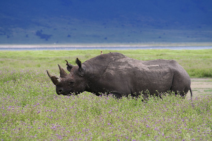 ngorongoro crater