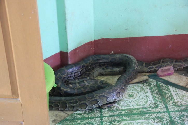 Snake Temple in Yangon is home to many pythons