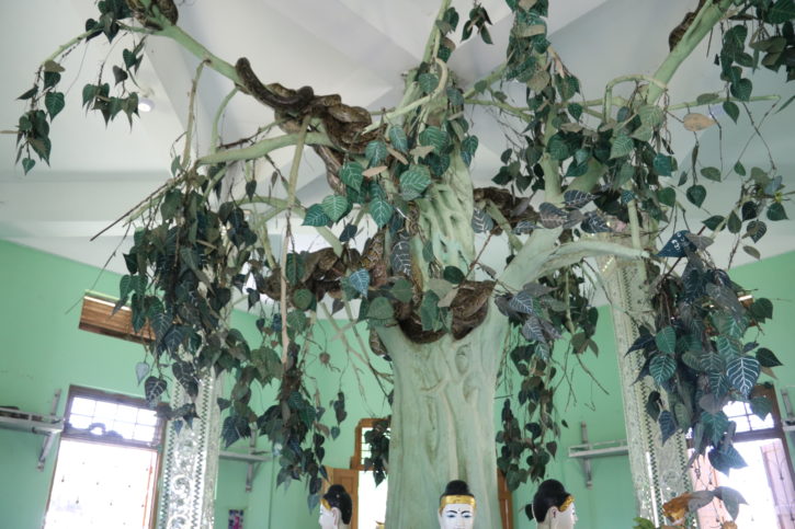 Snake Temple in Yangon is home to many pythons