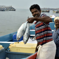 Fishermen haul in fresh catch in Kerala