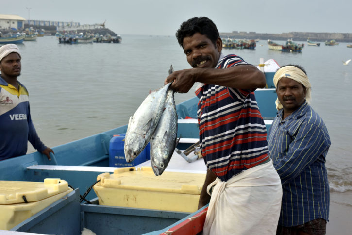 Fishermen haul in fresh catch in Kerala