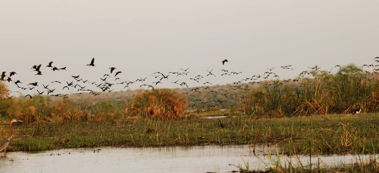 Flock of birds