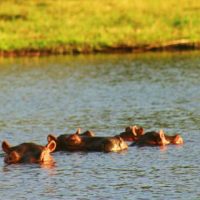 A pod of hippos