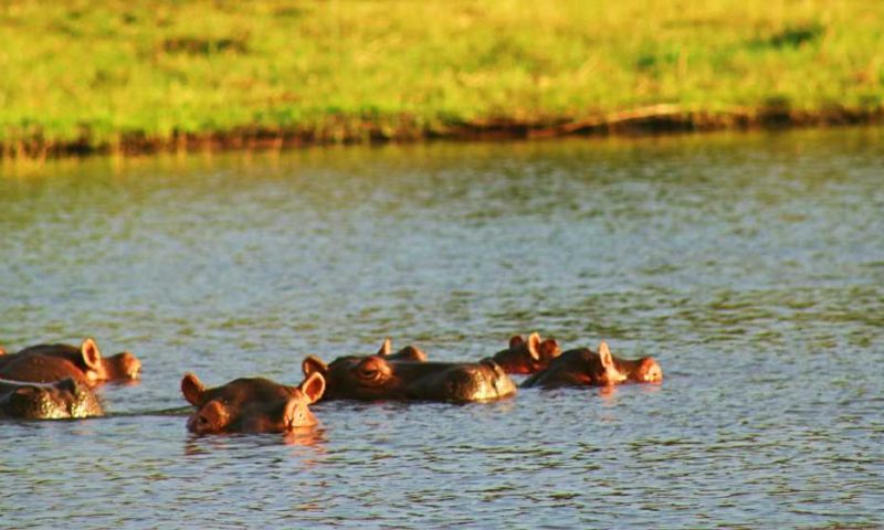 A pod of hippos