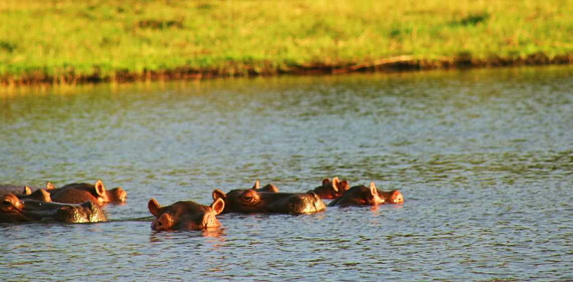 A pod of hippos