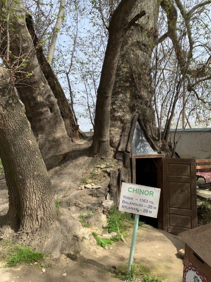 The base of the tree is hollow and housed a Sufi school