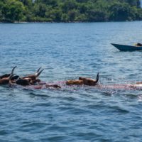 swimming cows