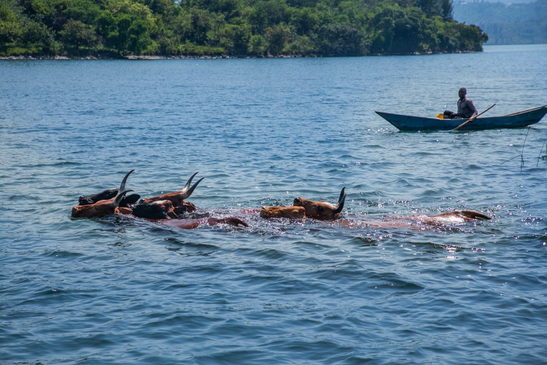 swimming cows